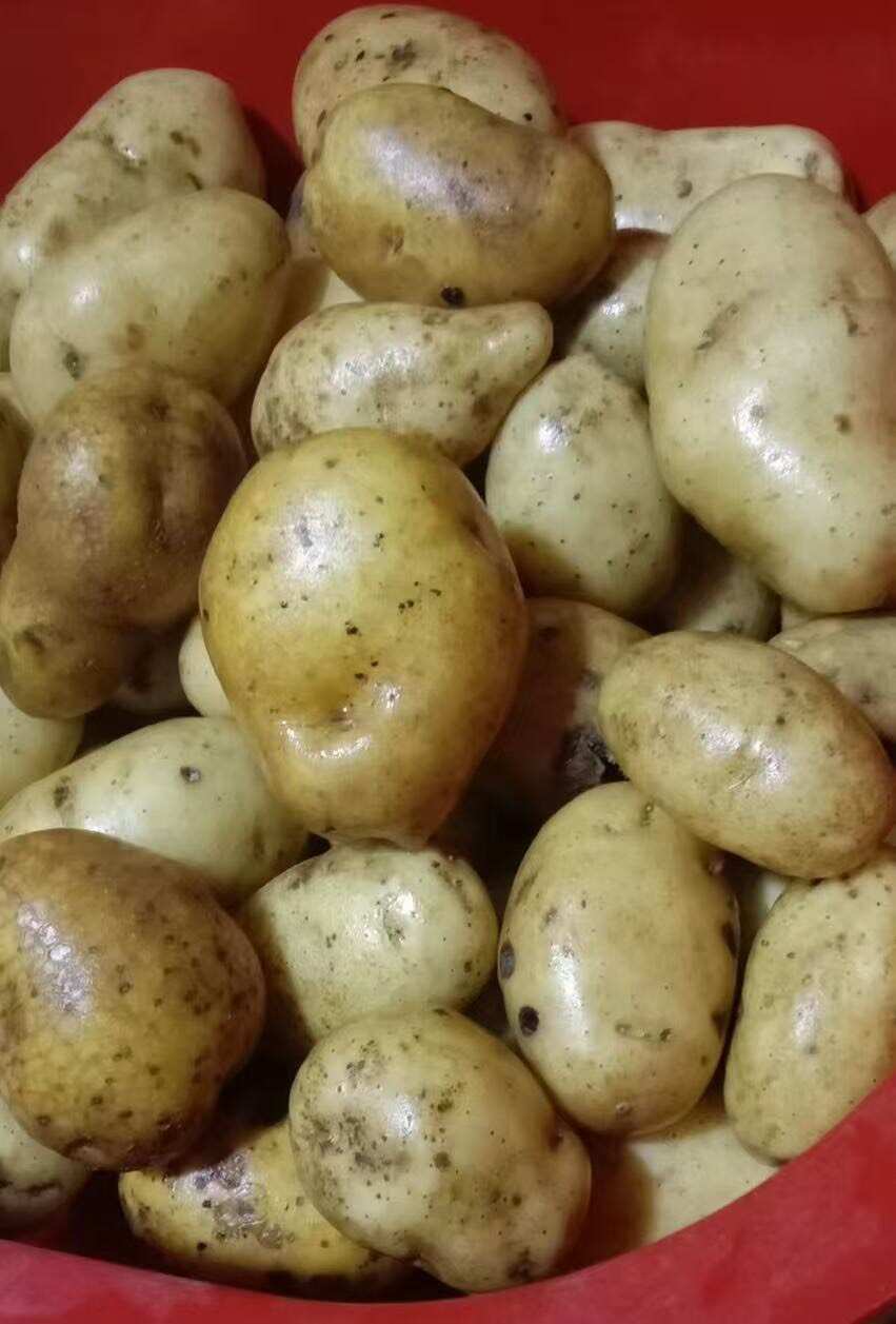 马铃薯土豆