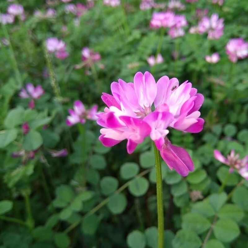 紫云英种子红花草果园水稻田绿肥种子养蜂景观耐寒牧草