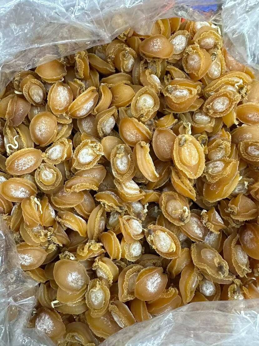 大连鲍鱼A货150头左右