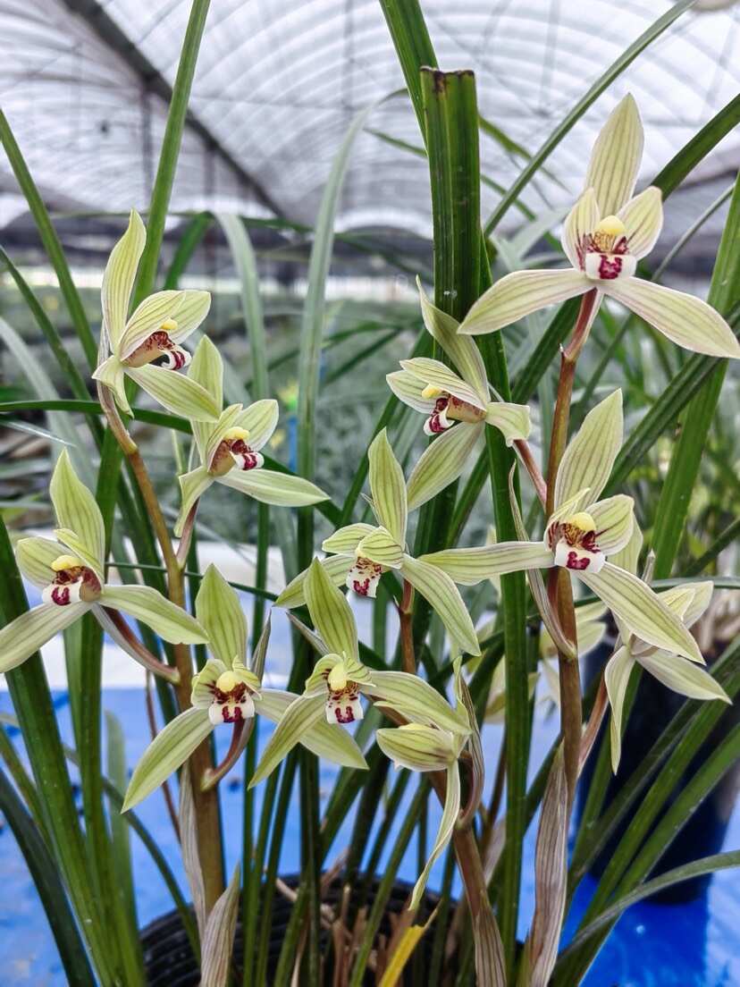 四川成都春剑兰花苗优质供应（各种品种齐全）