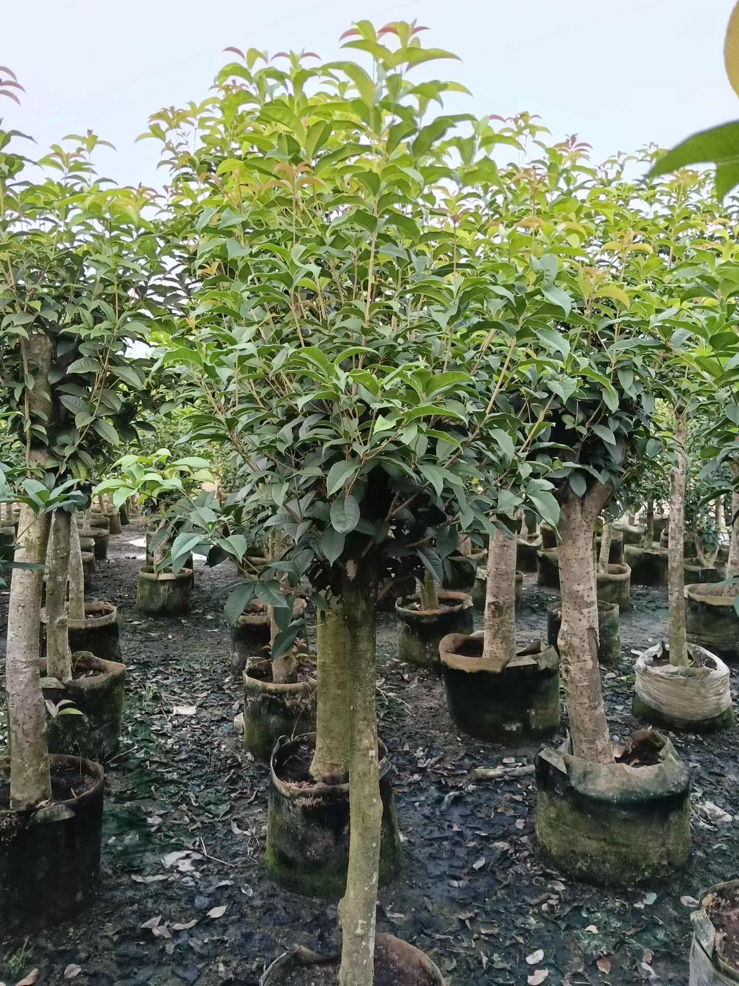 广西钦州四季桂苗木 产地直销品质优选