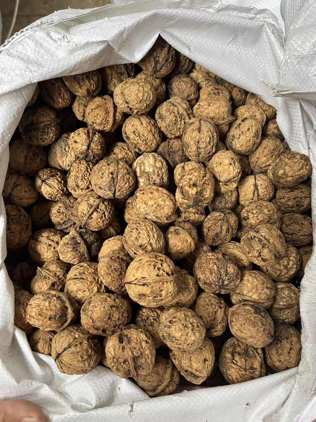 25年新货，云南麻子大泡纸皮核桃，一手资源