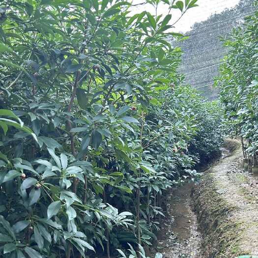 罗马、东荣大杯嫁接苗 大量有货，价格优惠广西苗圃直发