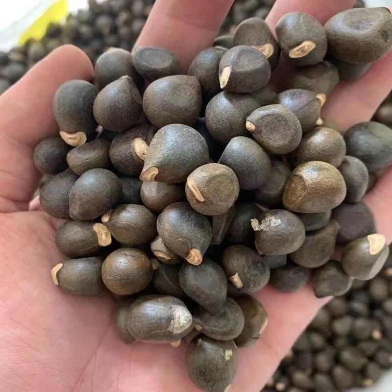 新采文冠果发芽率高可榨油经济林木绿化种植植物包邮