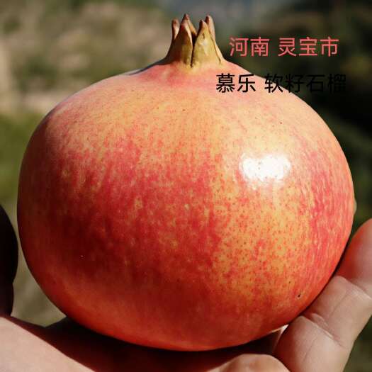 河南 慕乐软籽石榴 玛丽斯软籽石榴 更软 更脆 嚼后无残渣