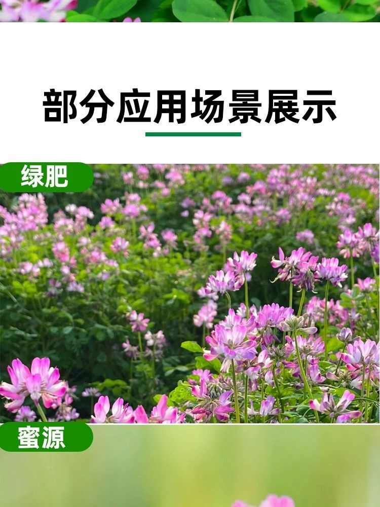 紫云英种子红花草果园水稻田绿肥种子养蜂景观耐寒牧草