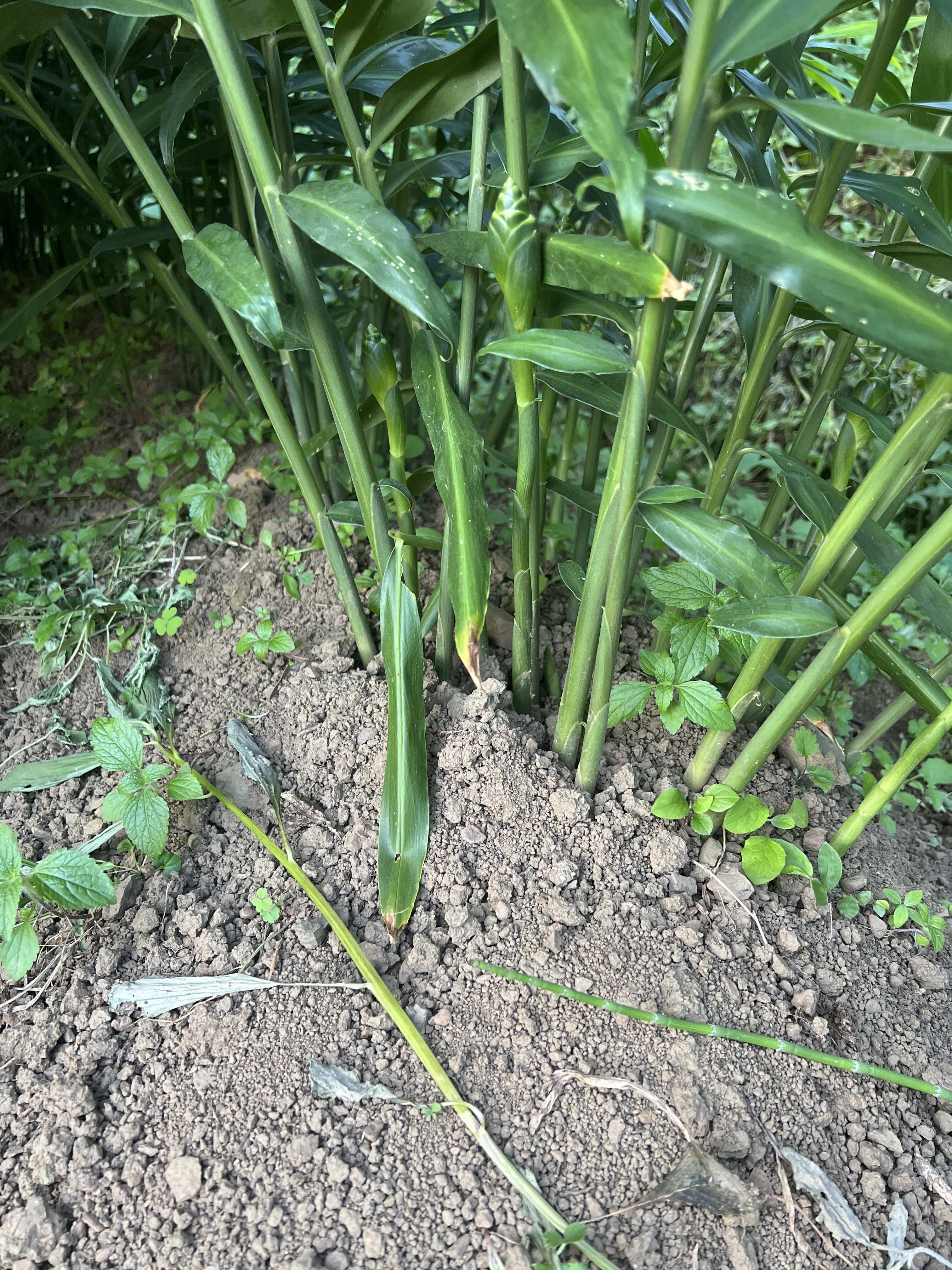 贵州安顺紫云二黄姜 带土新鲜生姜二黄姜适合做种姜储存姜