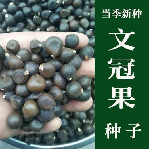 北镇市新采文冠果发芽率高可榨油经济林木绿化种植植物包邮