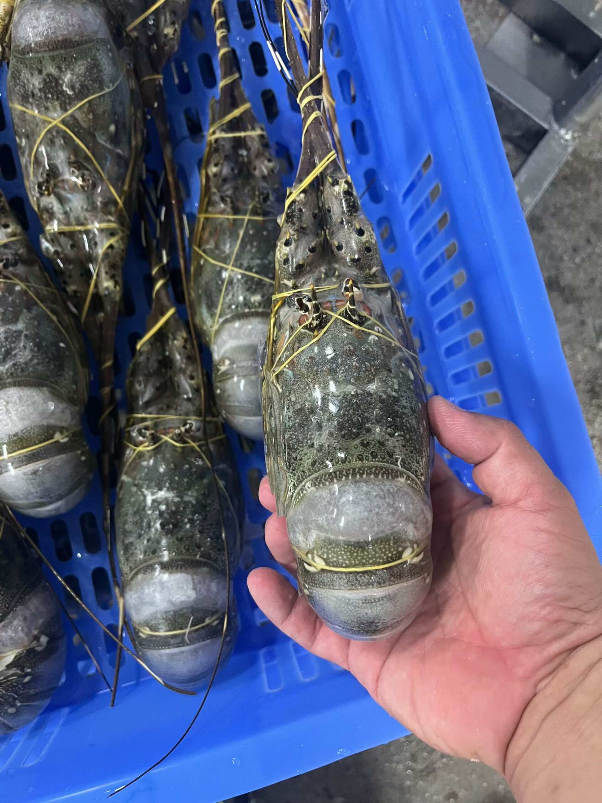 越南源头厂家直达，一手货源！质量保证价钱优惠