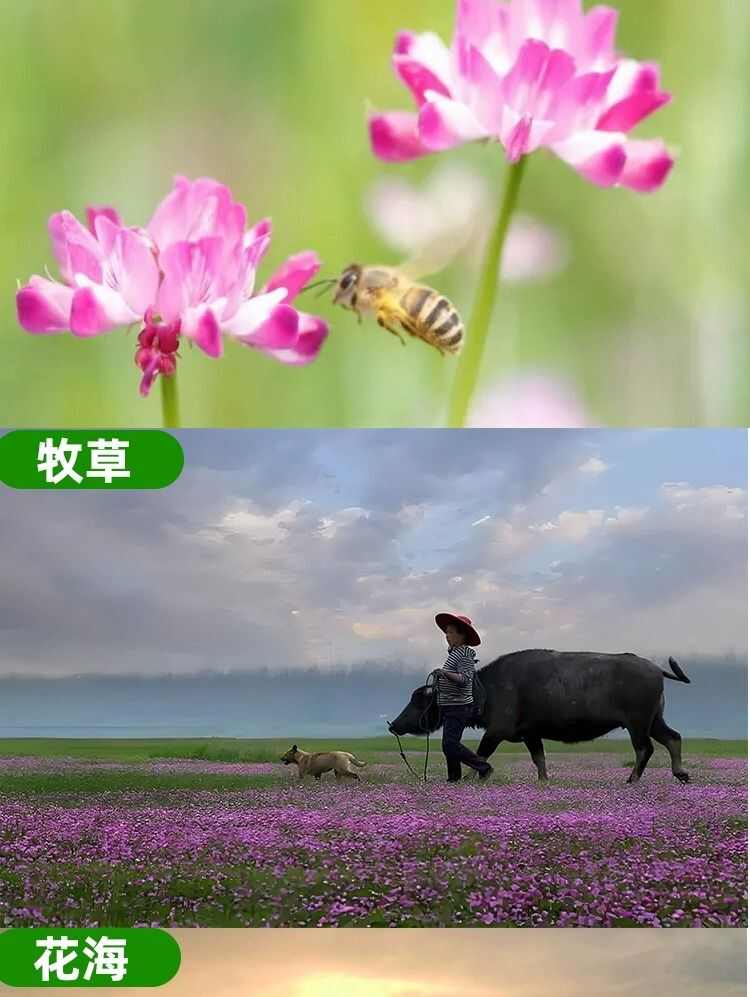 紫云英种子红花草果园水稻田绿肥种子养蜂景观耐寒牧草