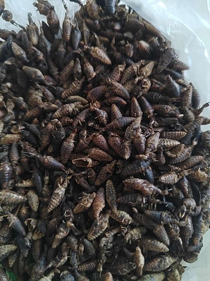 金沙牛地古牛干货