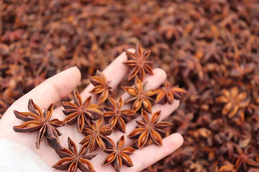 广西防城港有机大红八角 原产地直供