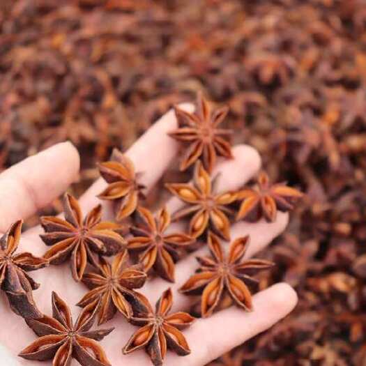 广西防城港有机大红八角 原产地直供