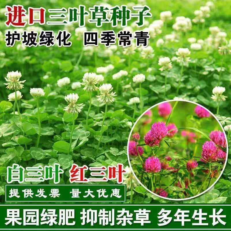 三叶草白三叶红三叶多年生四季常青耐寒耐旱护坡绿化绿肥种子