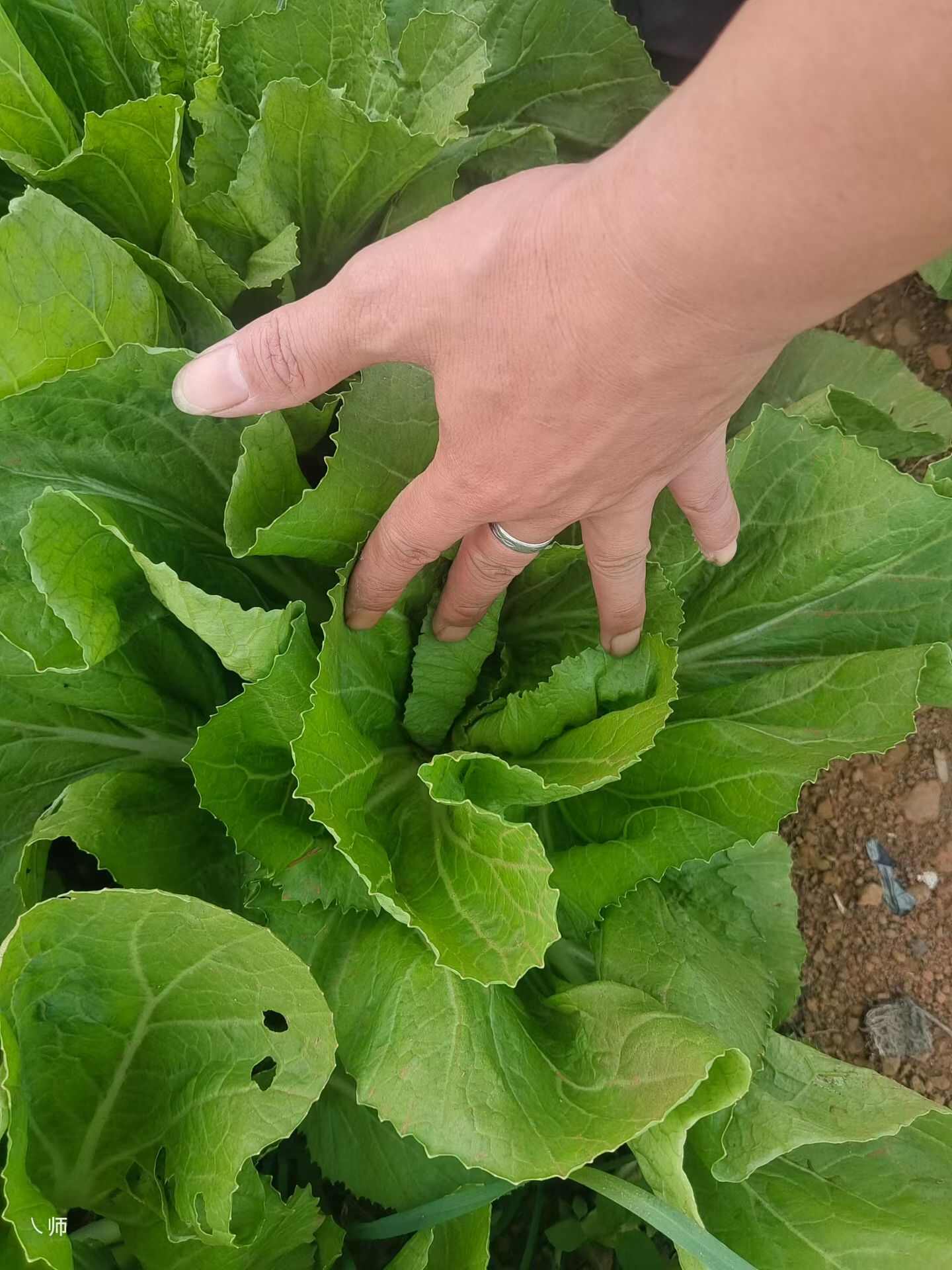 芥菜大量上市，欢迎老板订购