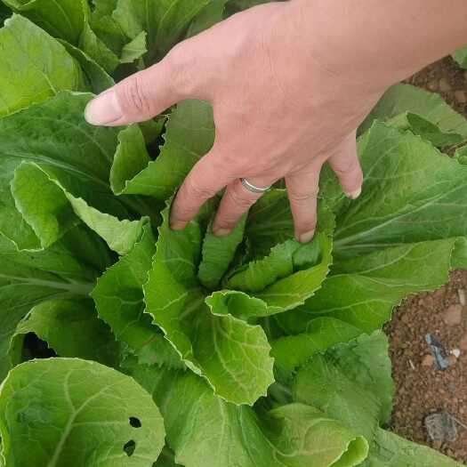 芥菜大量上市，欢迎老板订购