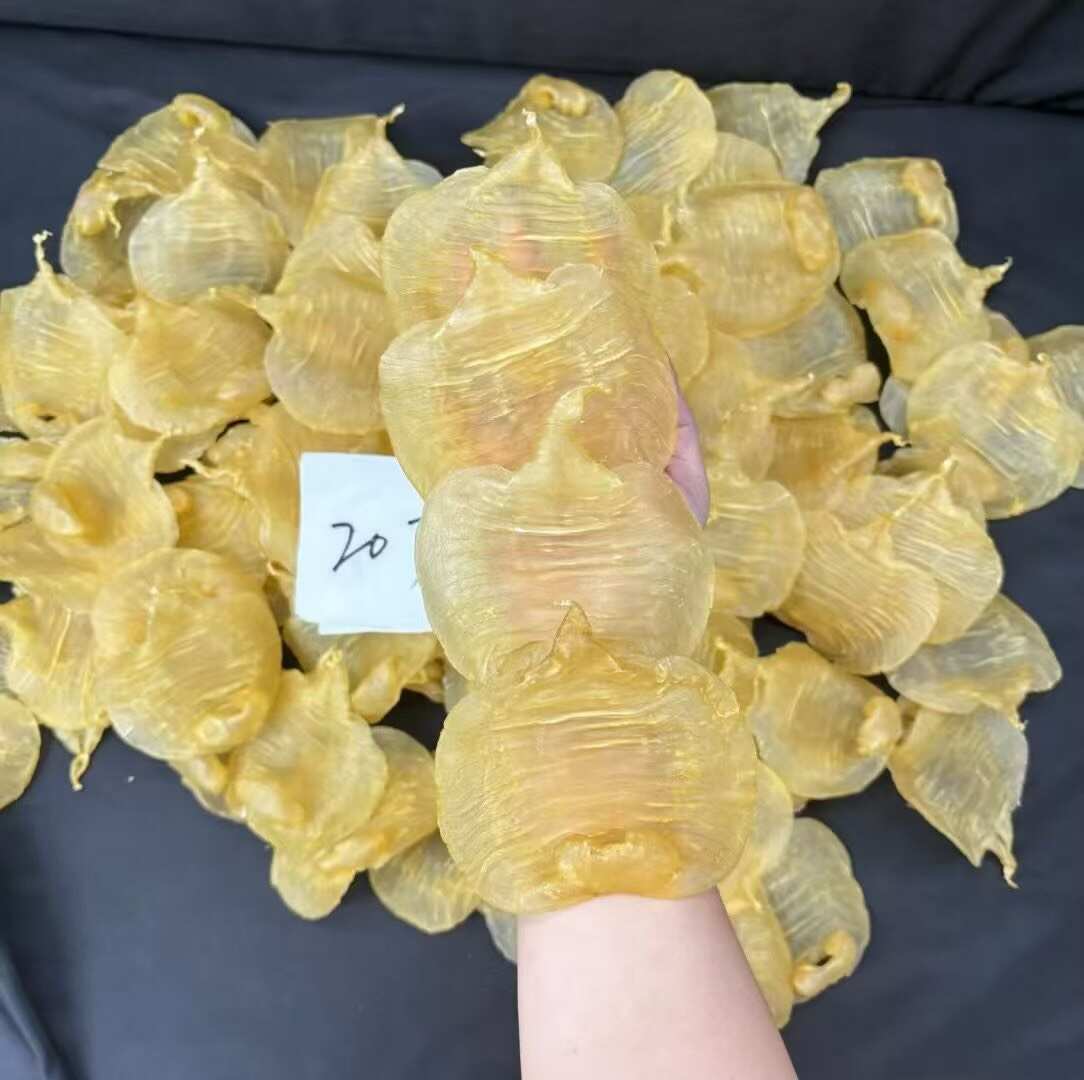 20头湛江母 赤嘴鱼㬵 天然厚肉，肉质超美～