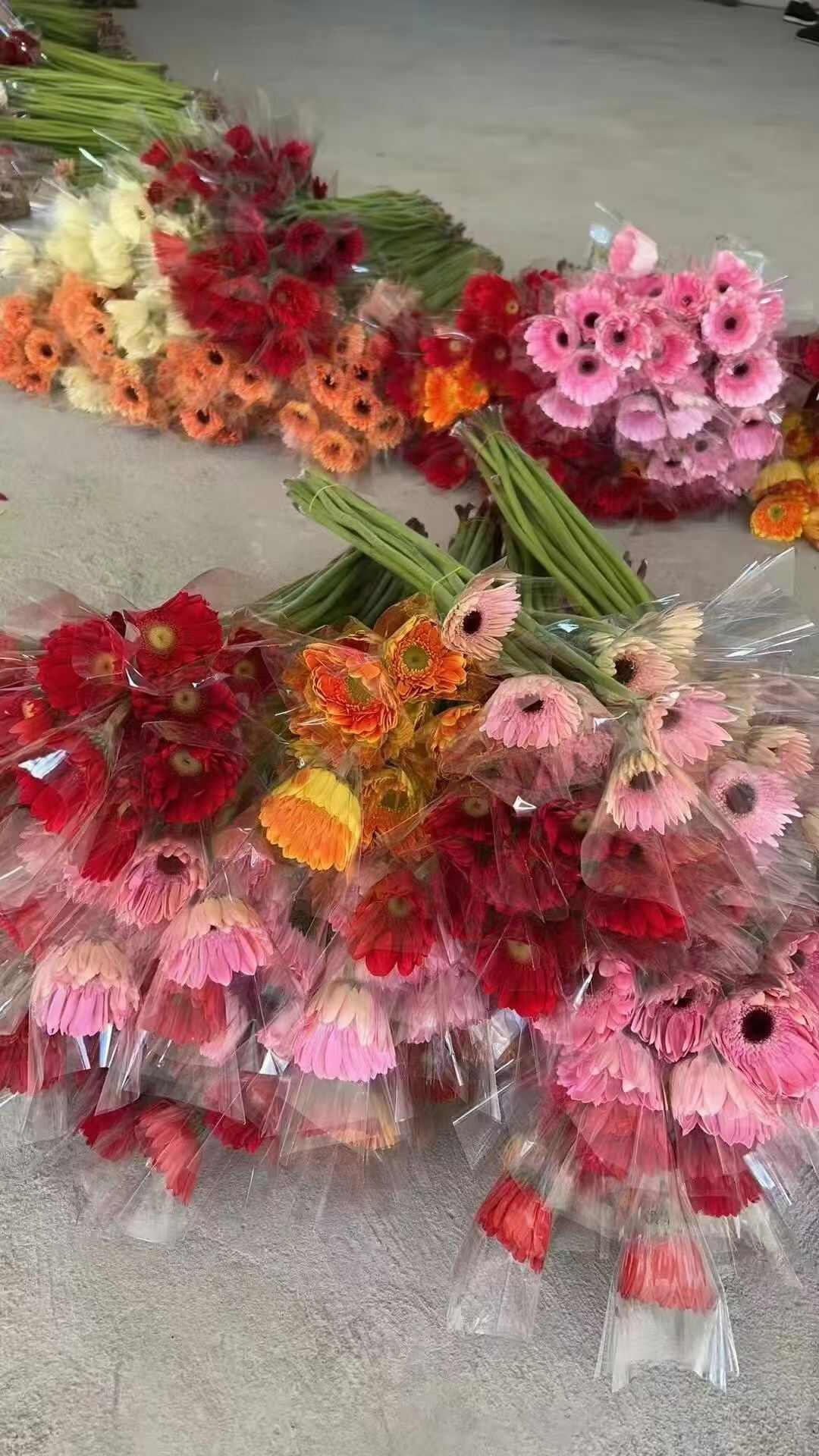 产地扶郎花，毛毛钱