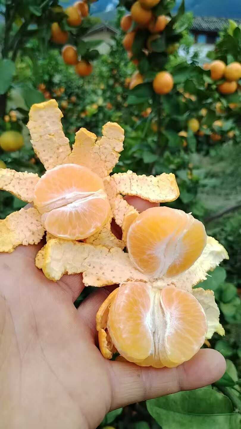 金秋砂糖柑
