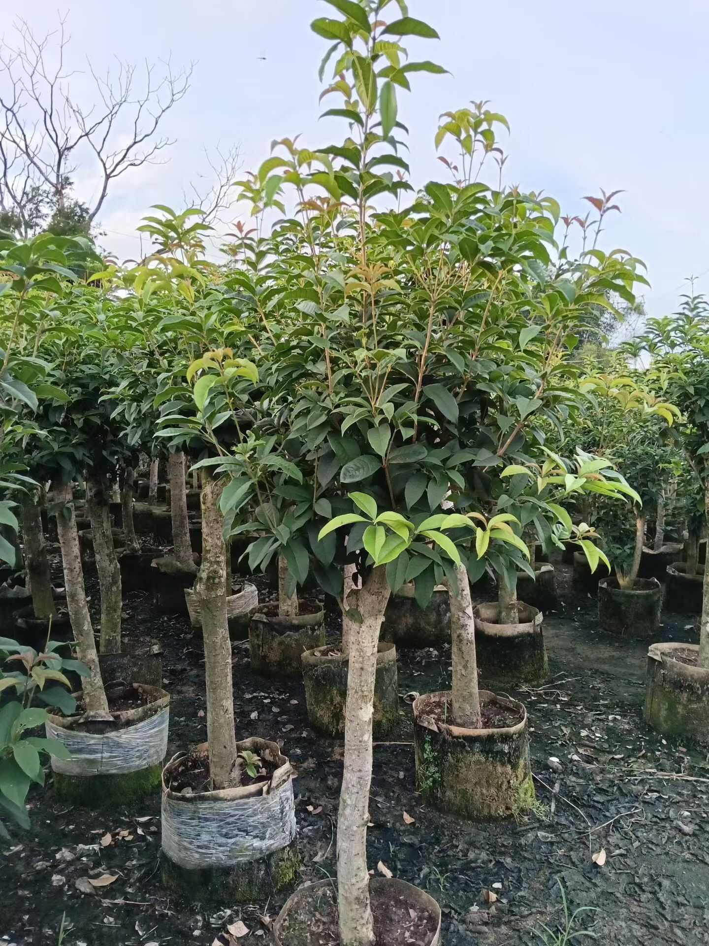 广西钦州四季桂苗木 产地直销品质优选
