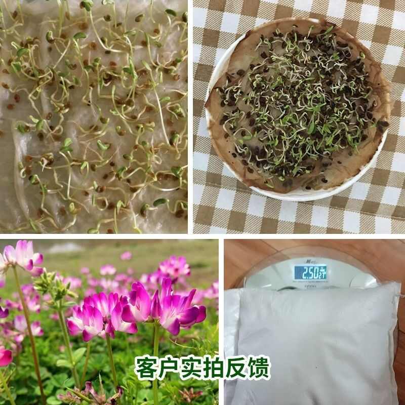 紫云英种子红花草果园水稻田绿肥种子养蜂景观耐寒牧草