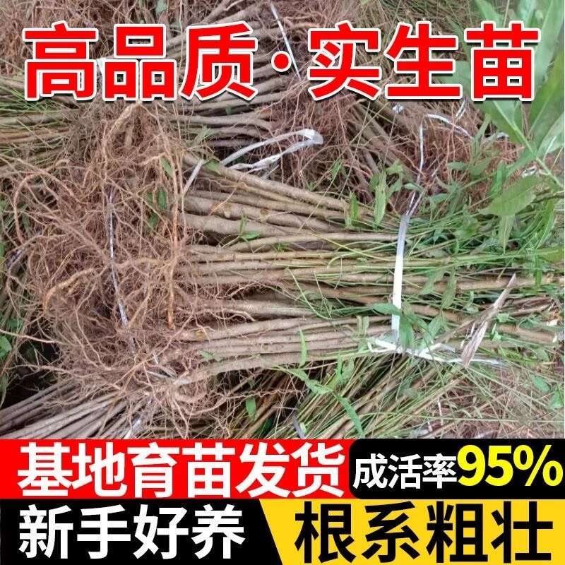 优质实生毛桃苗，可嫁接桃杏李梅枮木。