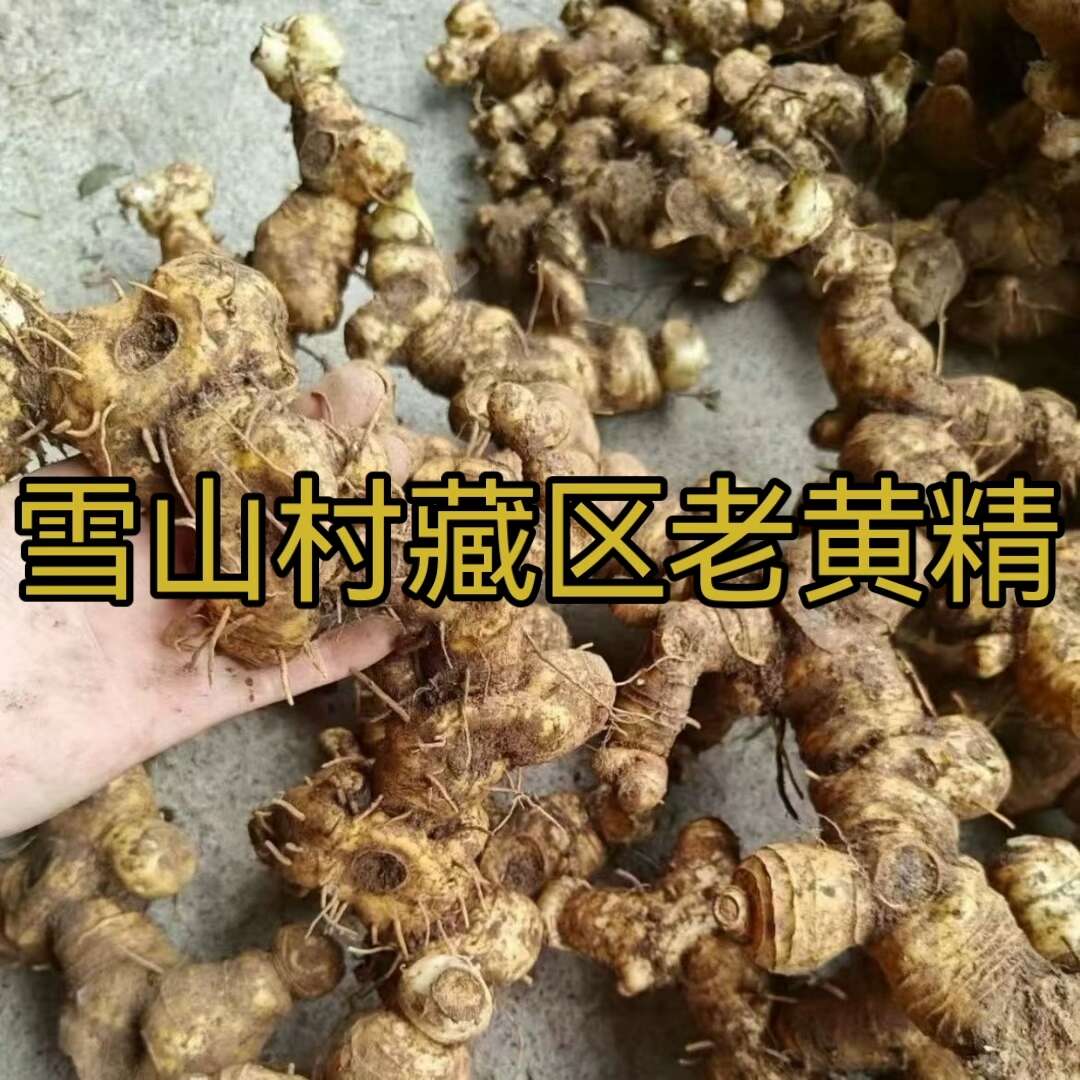 【5年以上】四川新鲜老虎姜鲜货黄精鸡头参大黄姜精品大黄精批发