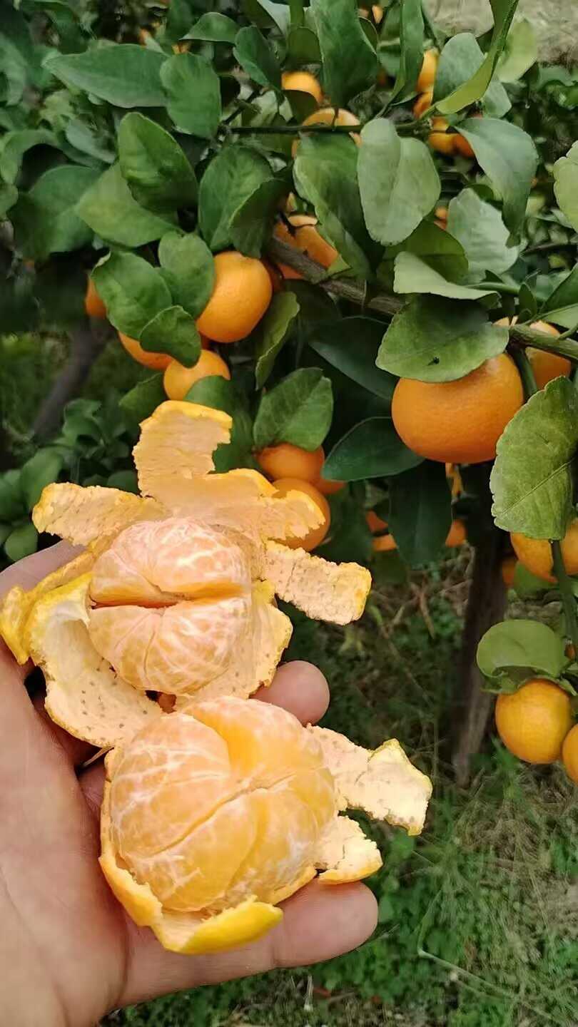 金秋砂糖柑