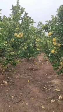 金兰柚