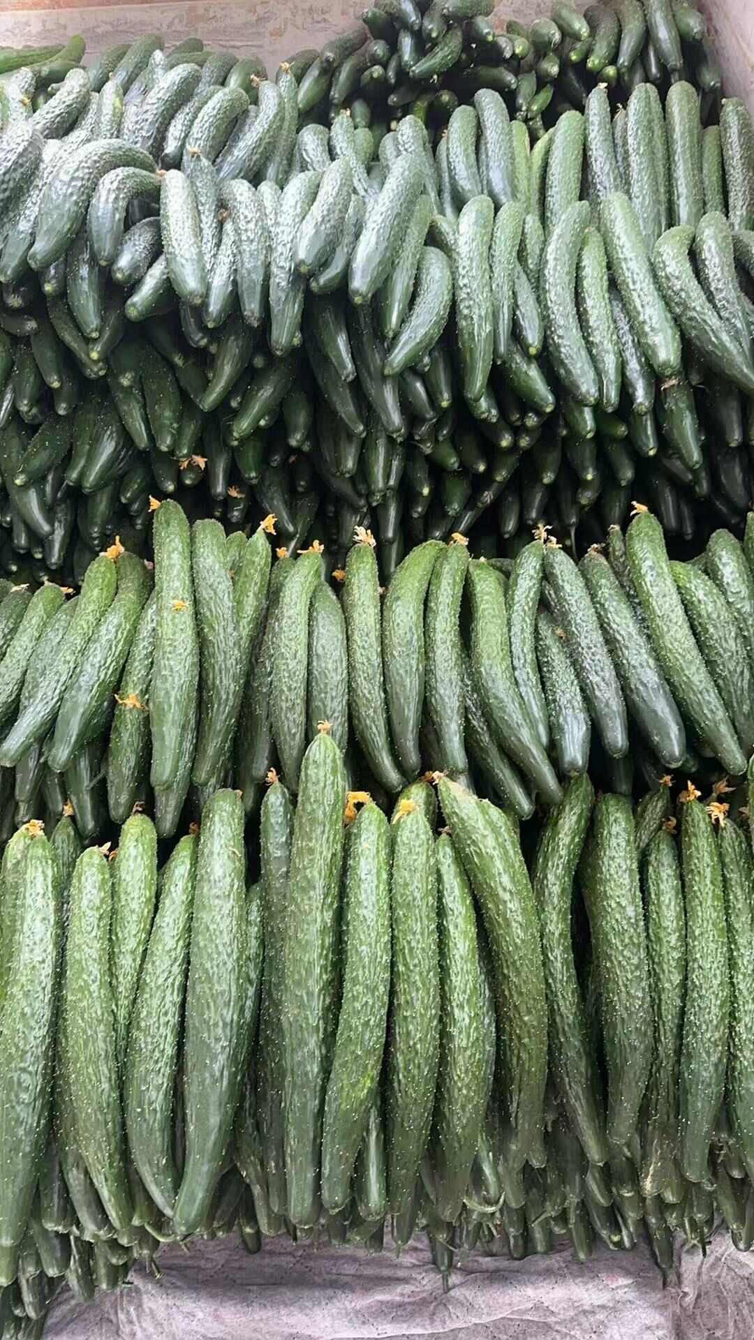通货黄瓜基地掉价，直供食堂，工厂切片等等。