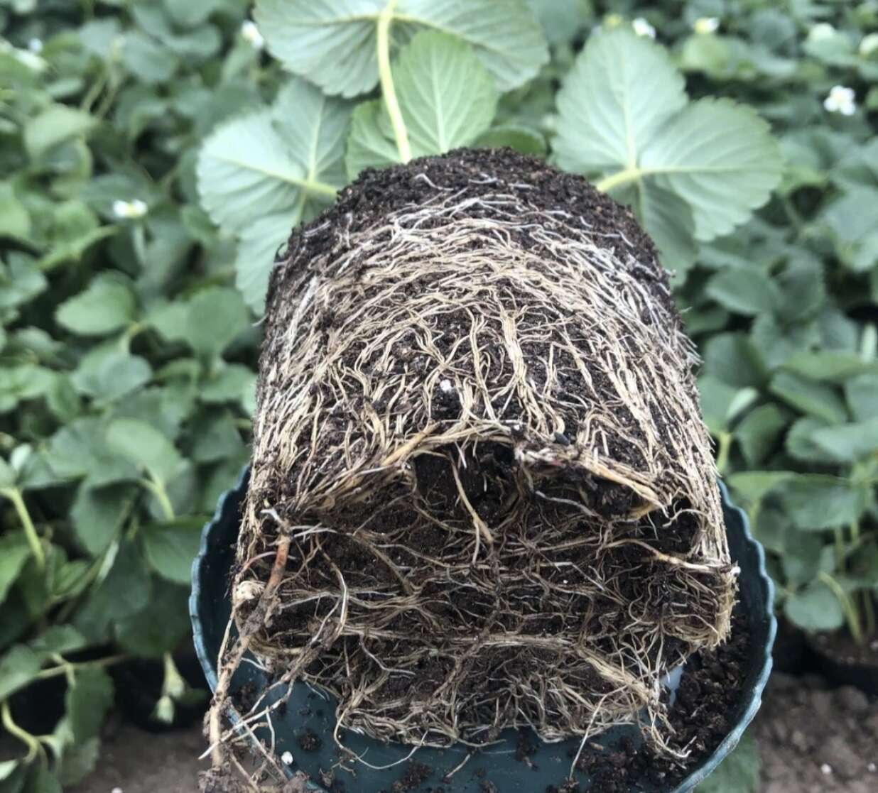 甜查理  宁玉  建德白露草莓苗  杯苗  盆栽苗 量大从优