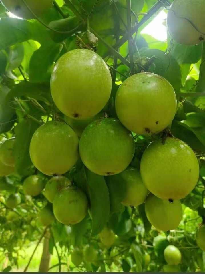 产地直发新鲜采摘钦蜜9号百香果