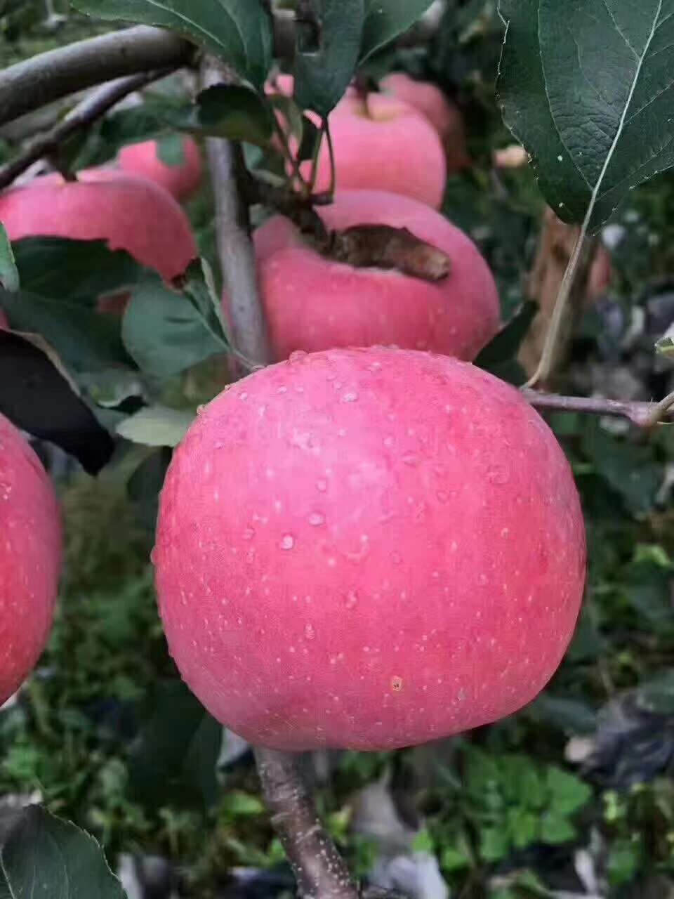 北京市延庆区张山营村苹果，皮薄汁甜！