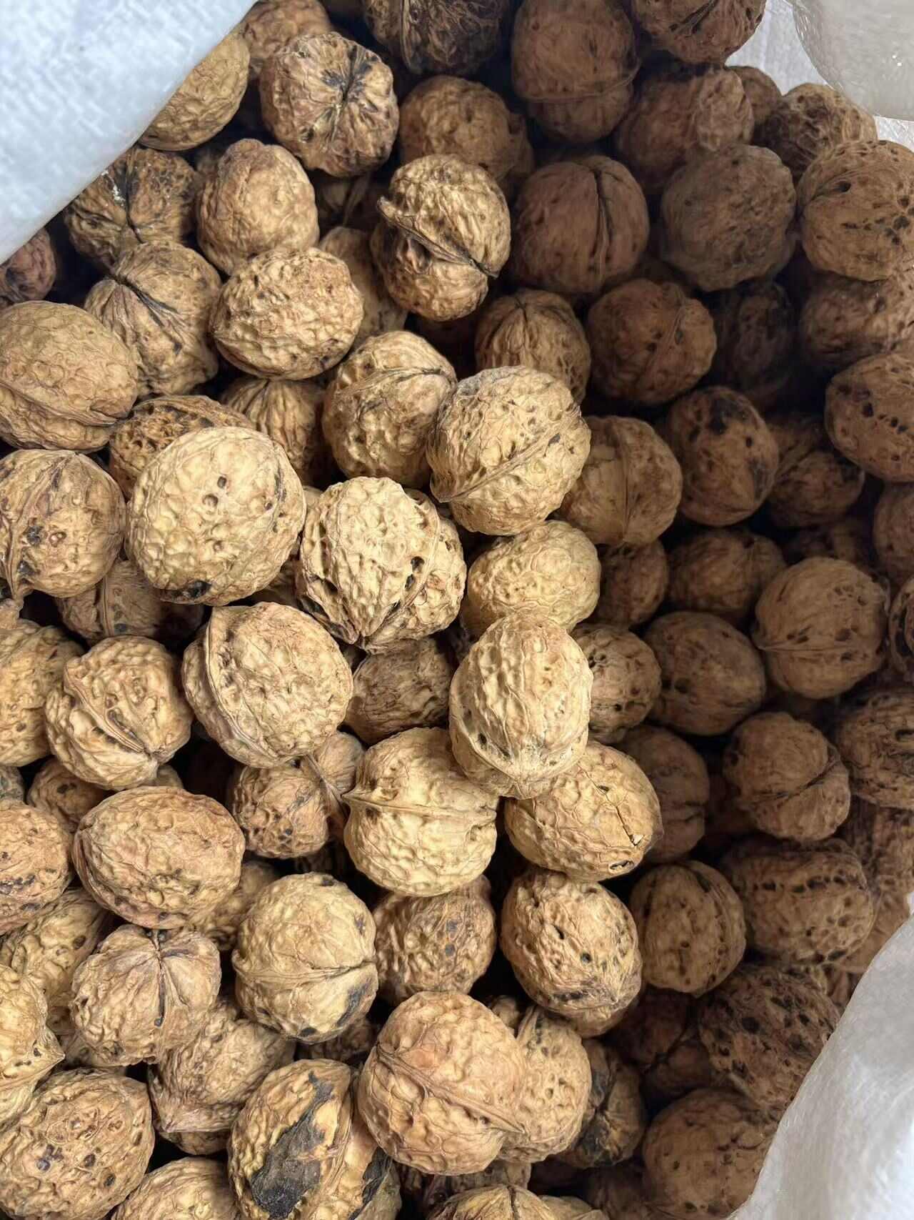 25年新货，云南麻子大泡纸皮核桃，一手资源