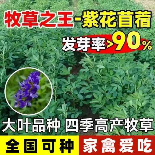 沭阳县紫花苜蓿种子多年生耐寒四季牧草种籽牛羊马鸡鸭牛羊