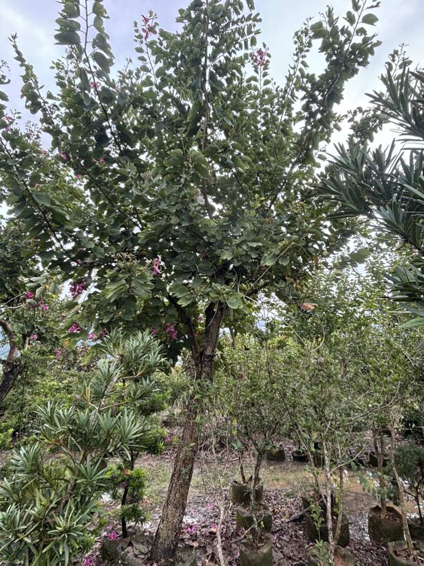 18-20公分红花羊蹄甲