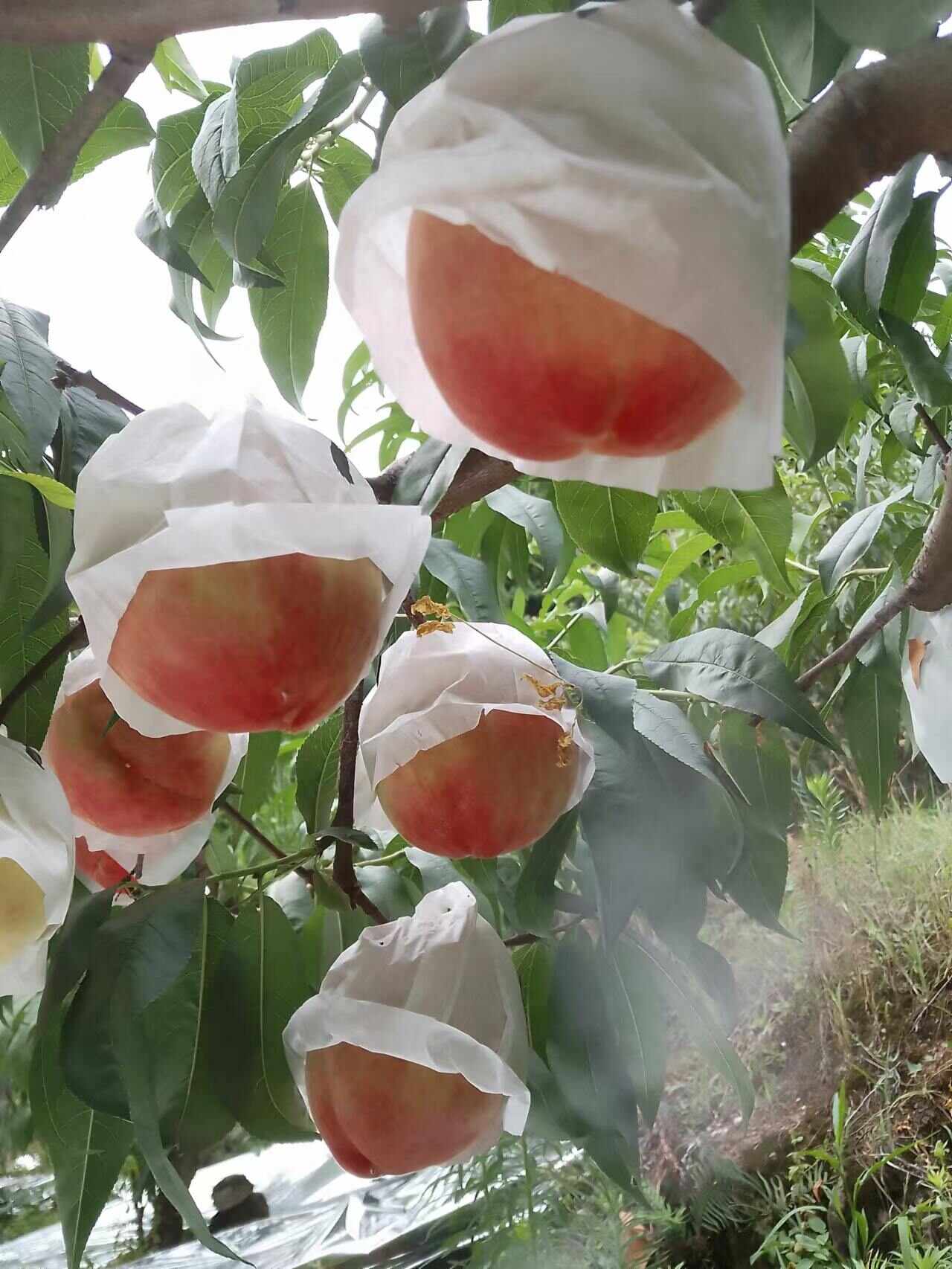 晚湖景水蜜桃嫁接桃树苗南北均可种植桃子树苗