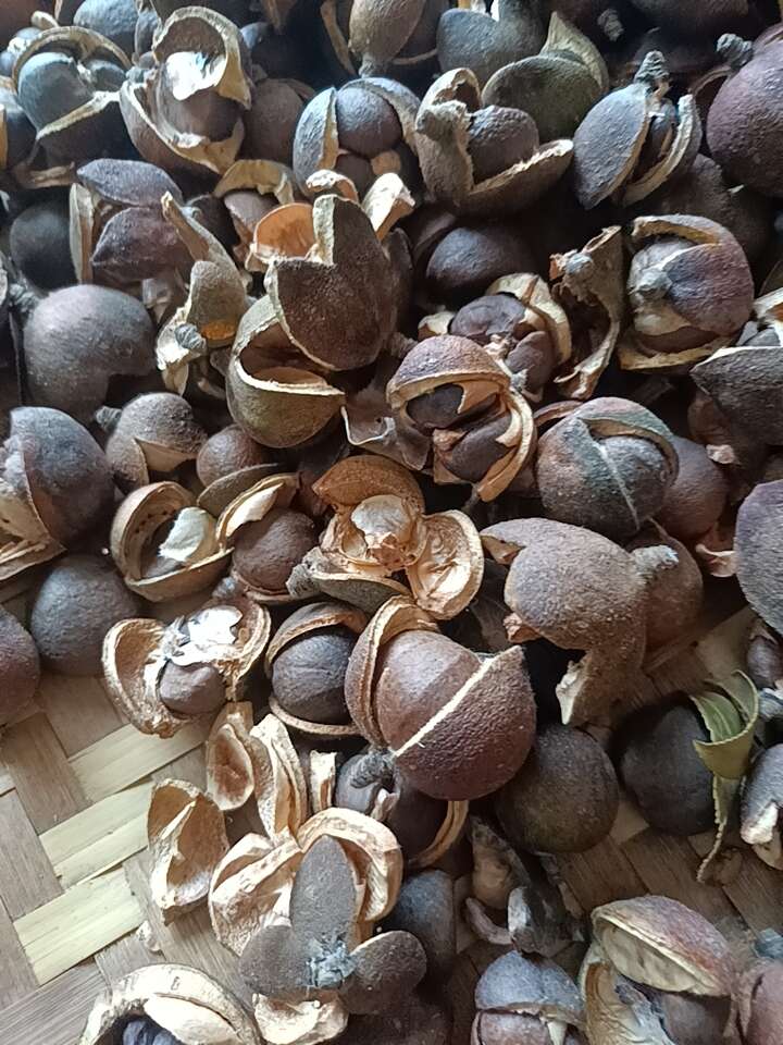 各位老板好，本地的老茶籽，产新了，有量供应，有计划的来电订