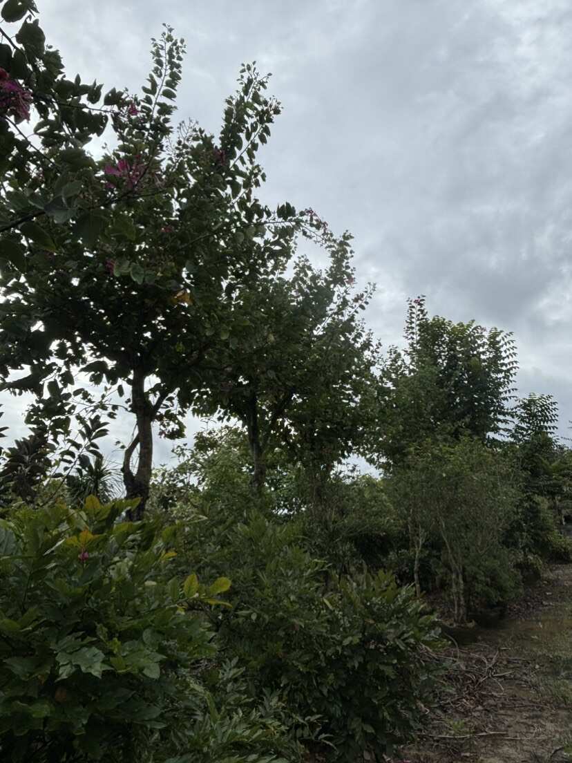 18-20公分红花羊蹄甲