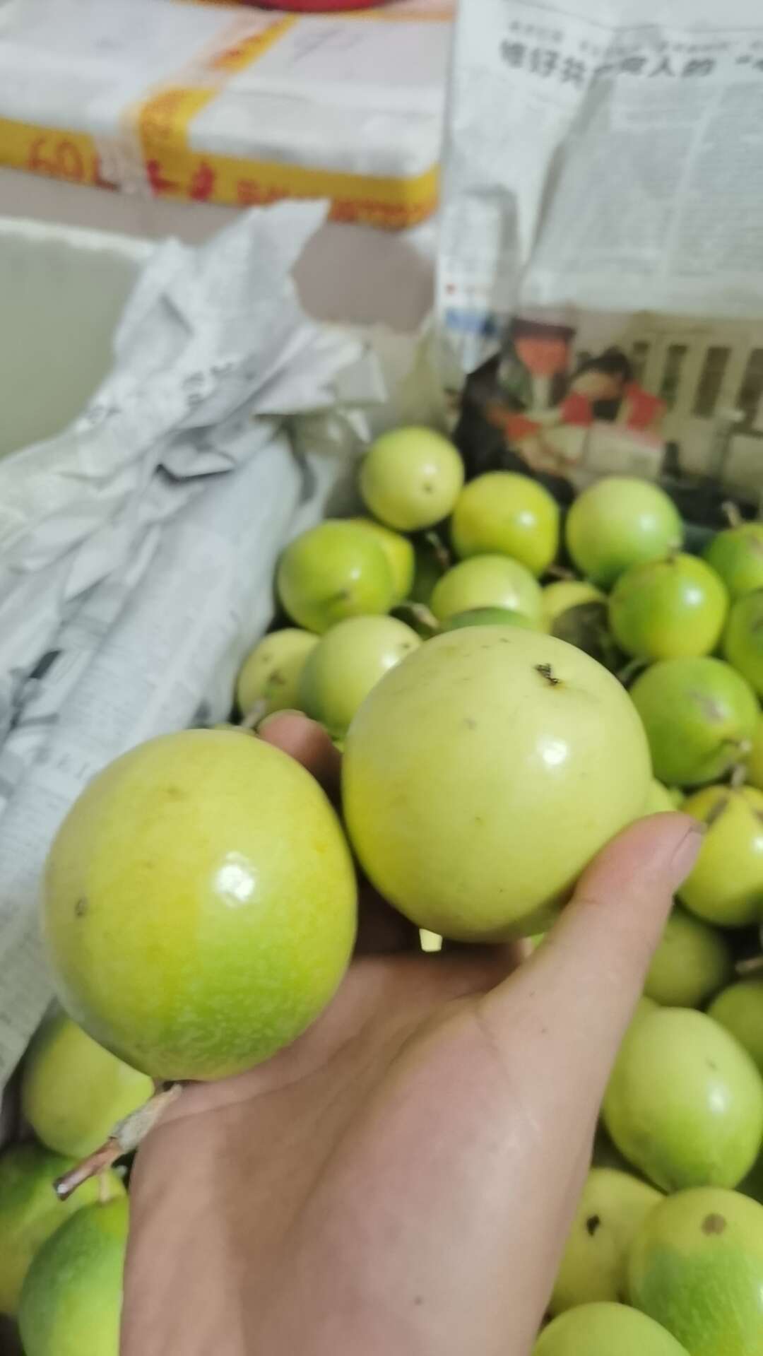 自家种黄金百香果 大量批发/零售