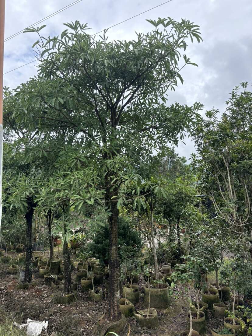 12-18公分灯台树