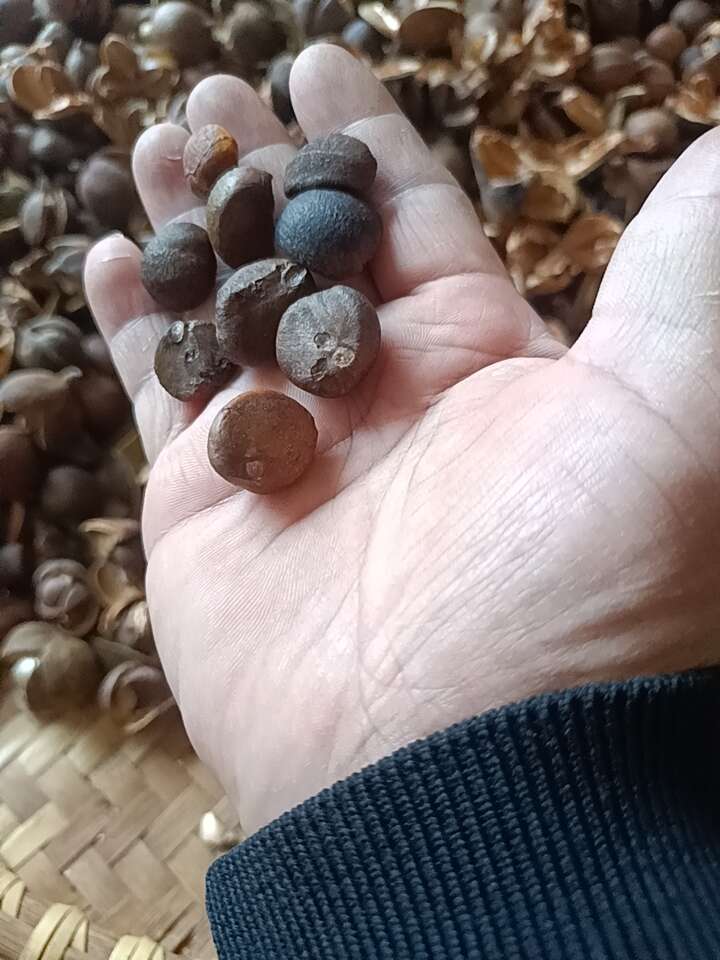 各位老板好，本地的老茶籽，产新了，有量供应，有计划的来电订
