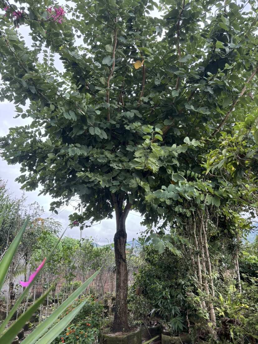 18-20公分红花羊蹄甲