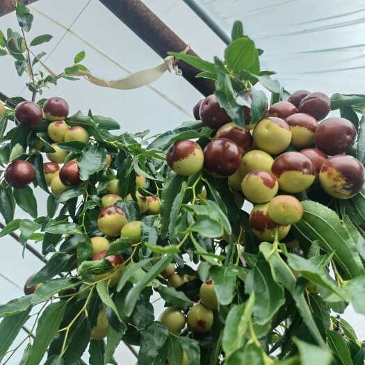 陕西泔河冬枣，泔河岸边高海拔滋养，每一颗都甜润爆汁