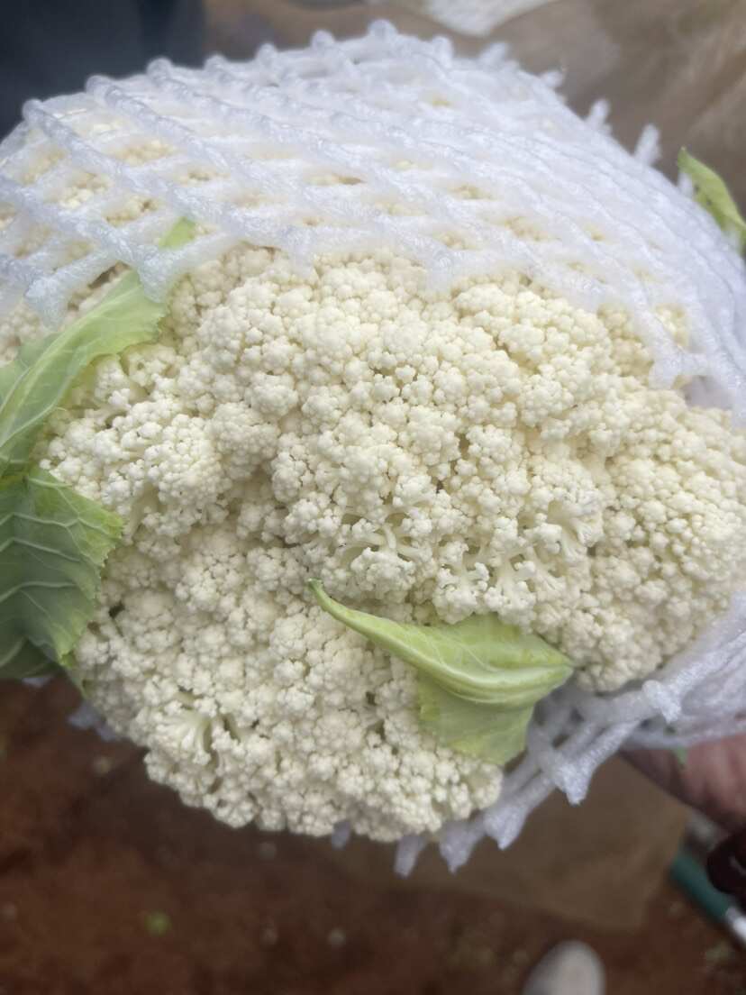 云南松花，长期稳定供应。质量保证