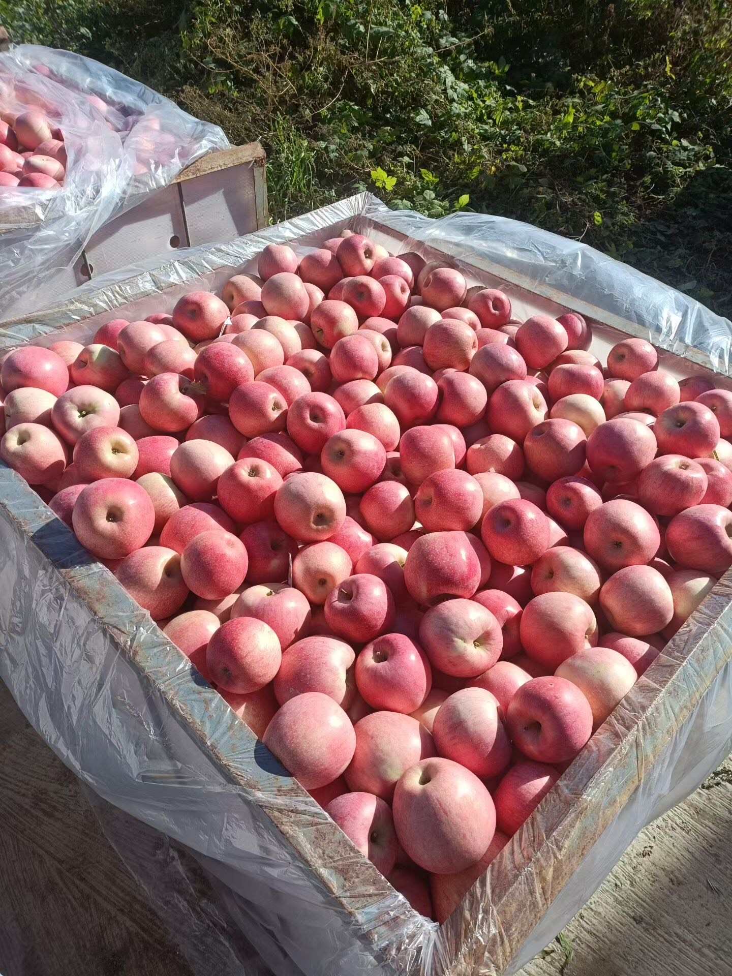甘肃天水秦冠苹果 产地直发 新鲜采摘