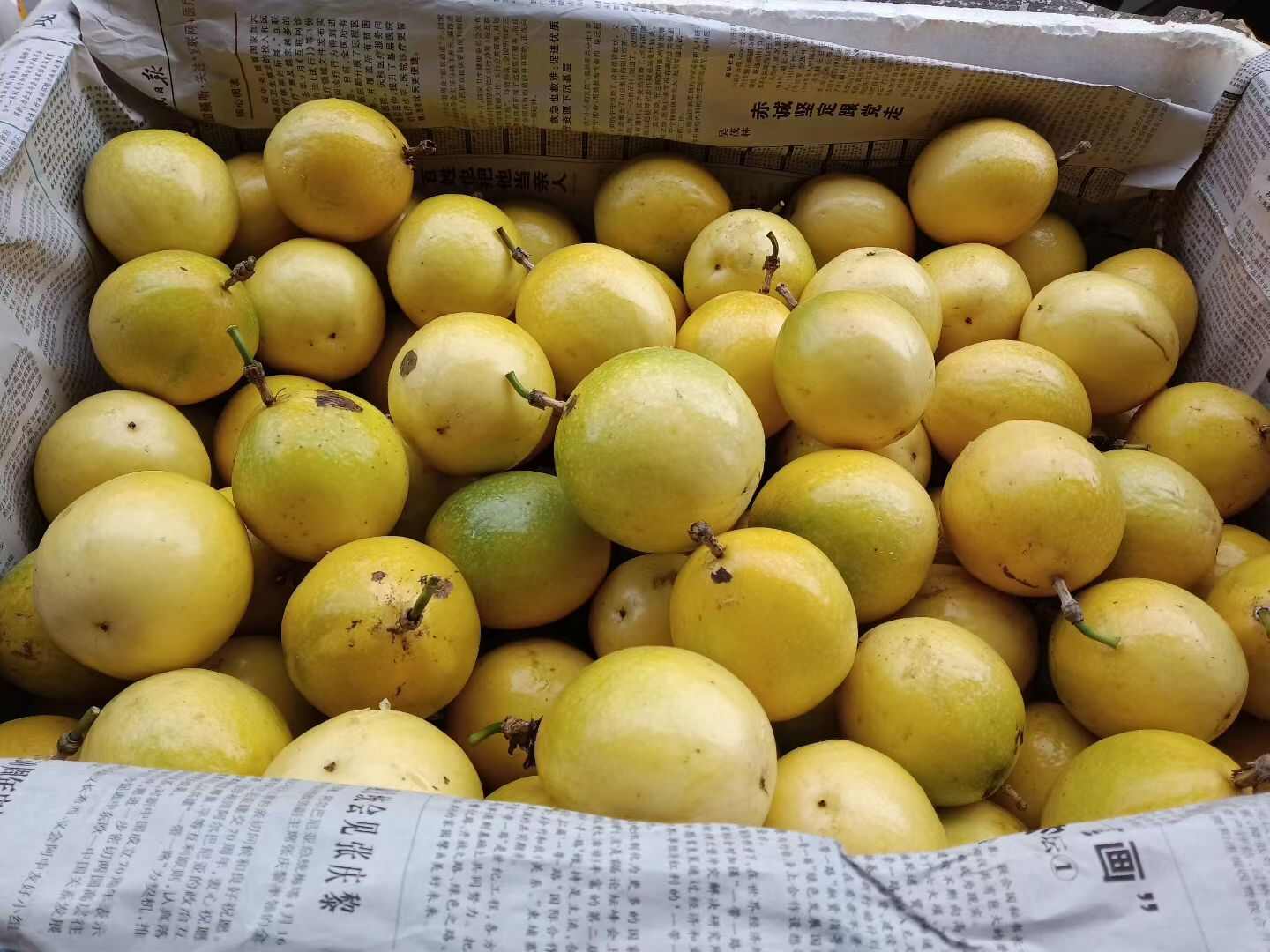 自家种黄金百香果 大量批发/零售
