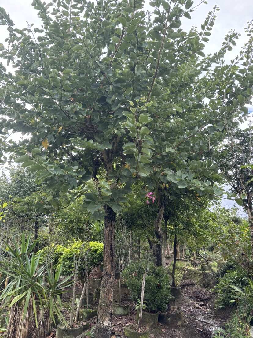 18-20公分红花羊蹄甲