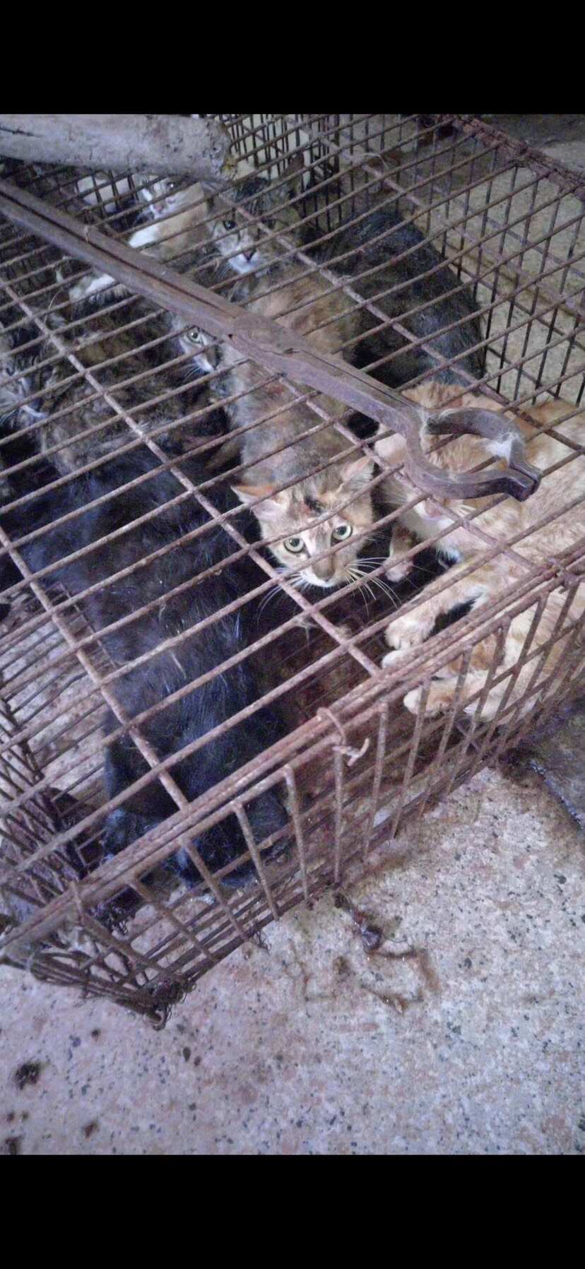 广东普宁肉猫 优质生鲜 活体供应