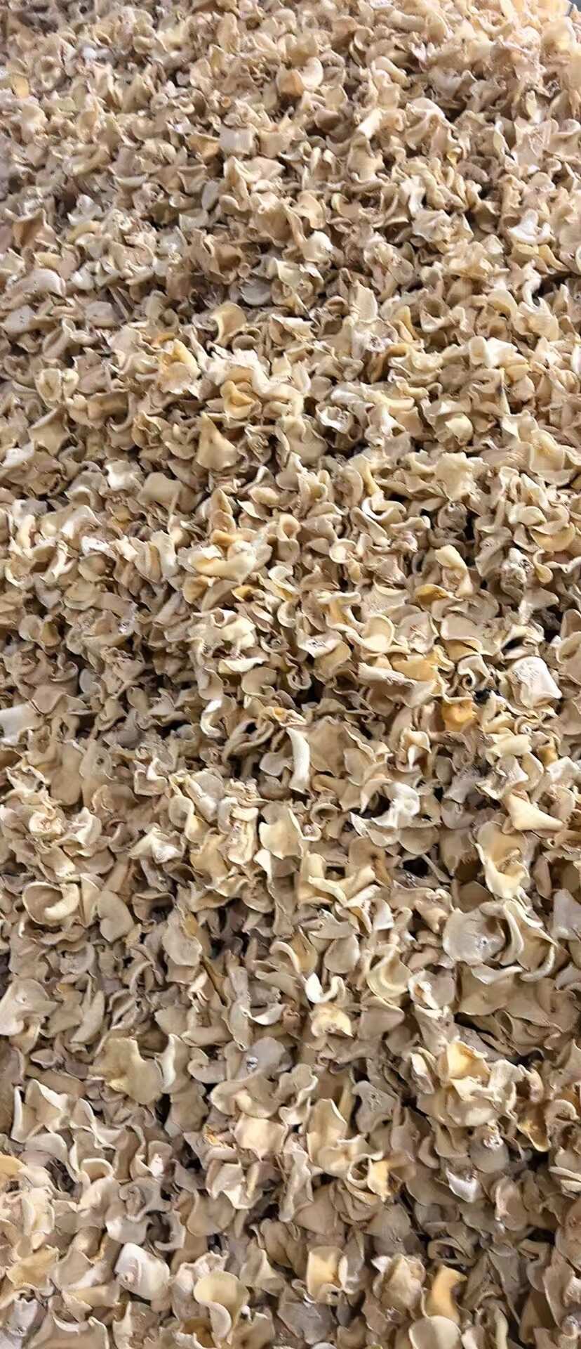 东宁白玉木耳原产地批发量大高中低档